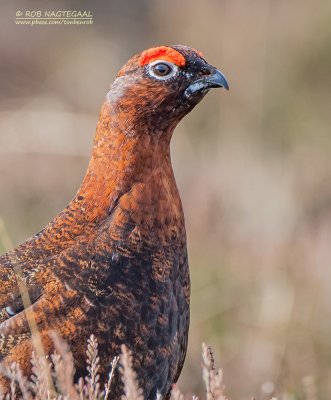 Schots sneeuwhoen - Red grouse - Lagopus lagopus scotica