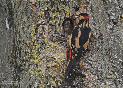 Grote bontespecht - Great spotted woodpecker - Dendrocopos major 
