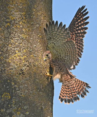 Torenvalk - Common Kestrel - Falco tinuncullus