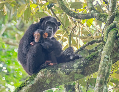 Chimpansee - Chimpanzee - Pan troglodytes