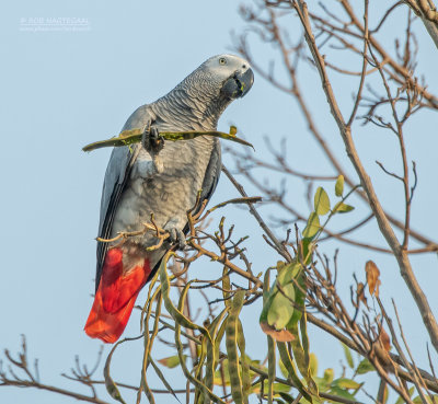 Grijze roodstaartpapegaai - Grey Parrot - Psittacus erithacus
