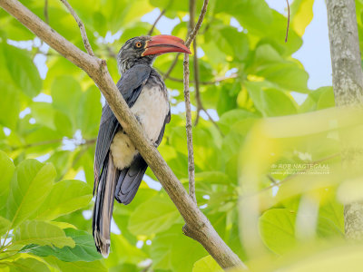 Kuiftok - Crowned hornbill - Lophoceros alboterminatus