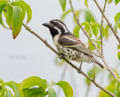 Rouwbaardvogel - Spot-flanked barbet - Tricholaema lacrymosa