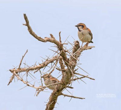 Nijlmus - Shelley's sparrow - Passer shelleyi