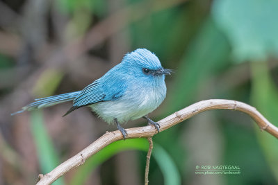 Witstaartkuifvliegenvanger - White-tailed blue flycatcher - Elminia albicauda