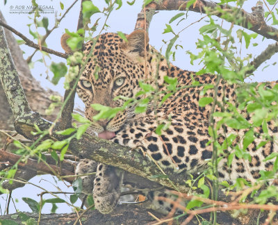 Luipaard - Leopard - Panthera pardus