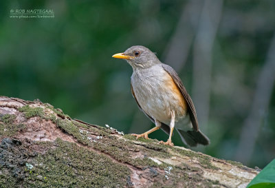 Pelioslijster - African thrush - Turdus pelios