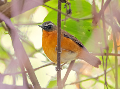 Archers janfrederik - Archer's Robin-Chat - Cossypha archeri