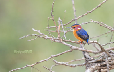 Afrikaanse dwergijsvogel - African pygmy kingfisher - Ispidina picta