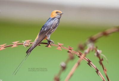 Savannezwaluw - Lesser striped swallow - Cecropis abyssinica