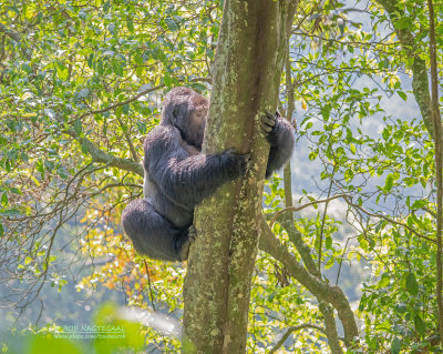 Berggorilla - Mountain gorilla - Gorilla beringei beringei