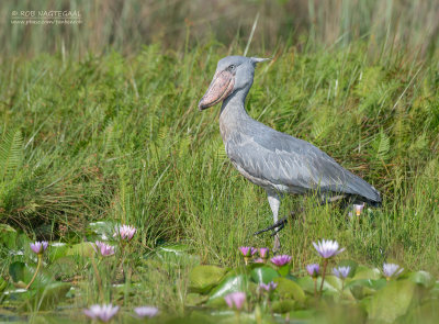 Schoenbekooievaar - Shoebill - Balaeniceps rex