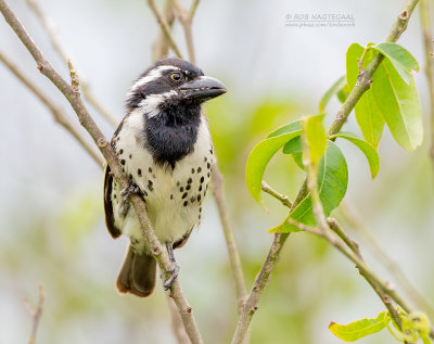 Rouwbaardvogel - Spot-flanked barbet - Tricholaema lacrymosa