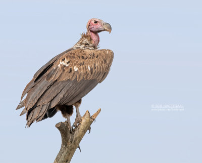 Oorgier - Lappet-faced Vulture - Torgos tracheliotus