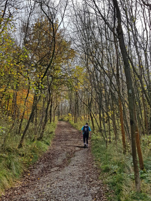 Grass Woods