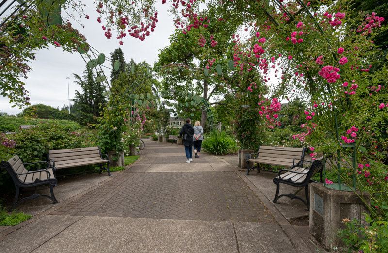 Rose garden stroll.
