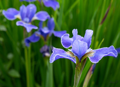 Pale Siberian Iris