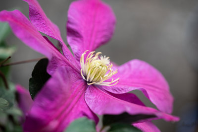 Clematis without a name