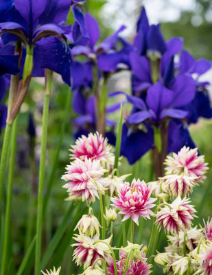 Columbine and Siberian Iris