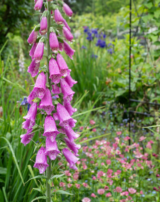 Soggy Foxglove