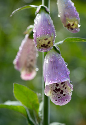 Foxglove 