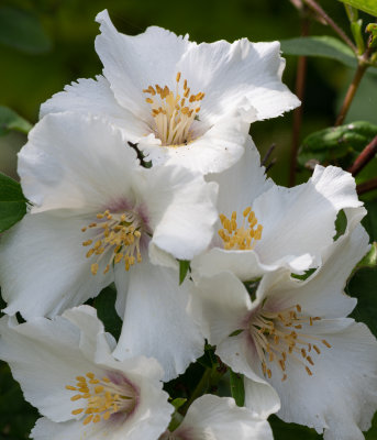 Mock Orange