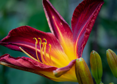 Vibrant Day Lily