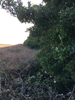 Looking along the vegetation on the western side of the plot