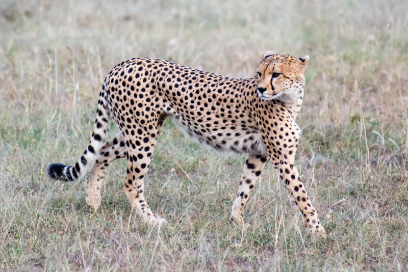 2019 Safari photo au Kenya et Tanzanie