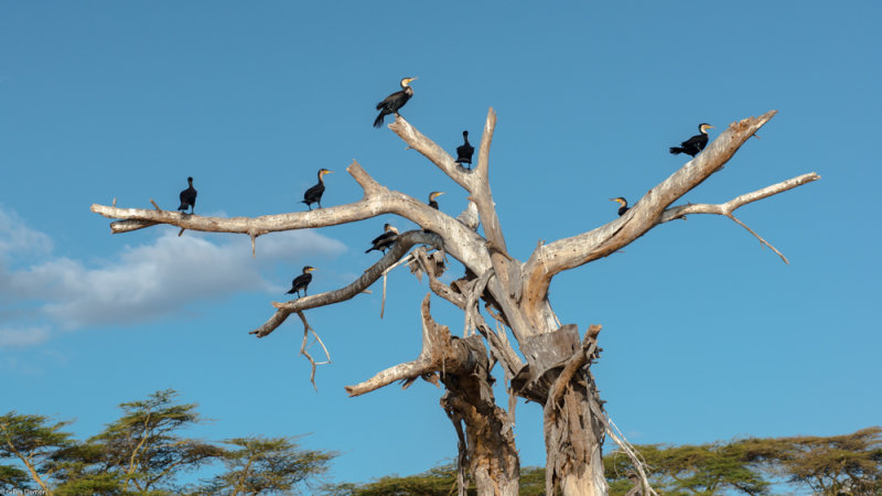 Cormorans africains
