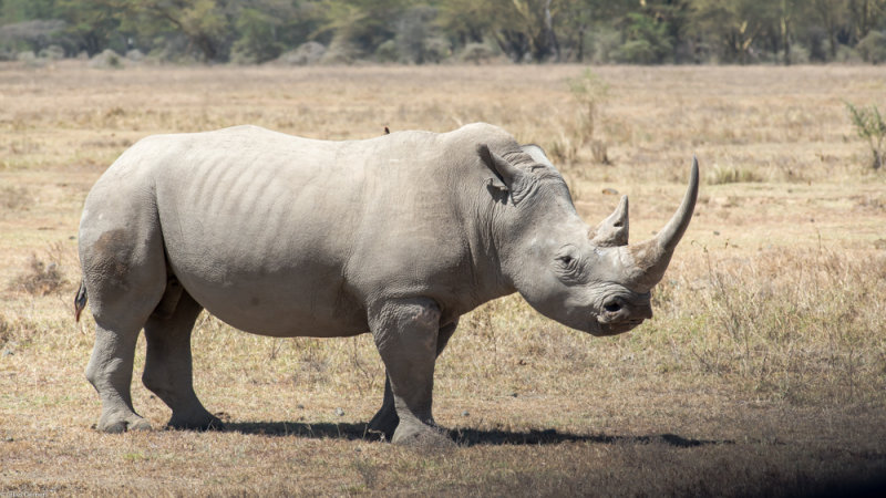 Rhinocros blanc