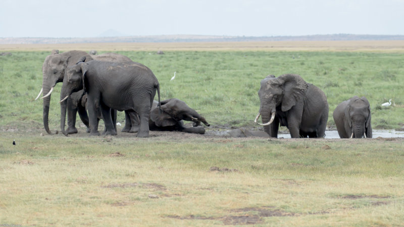 Horde d'lphants