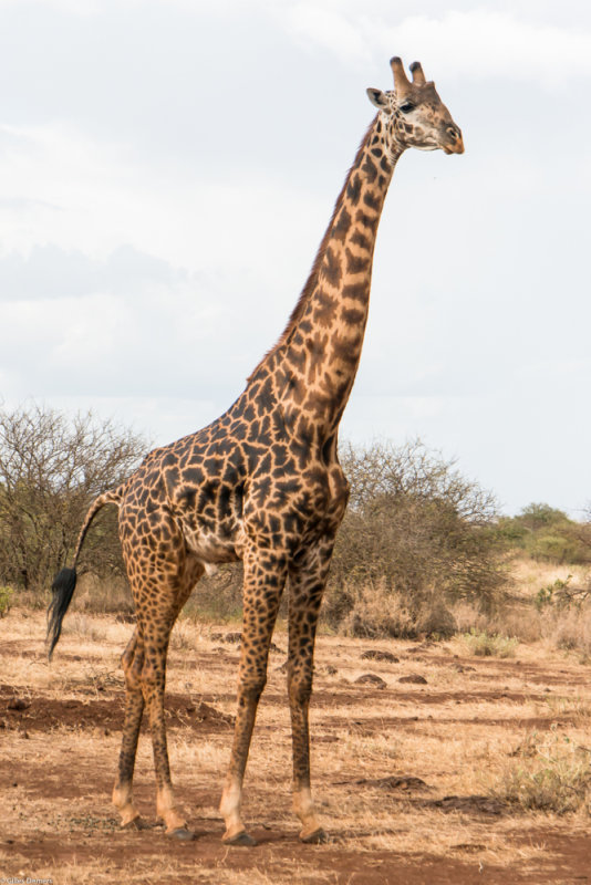 Girafe