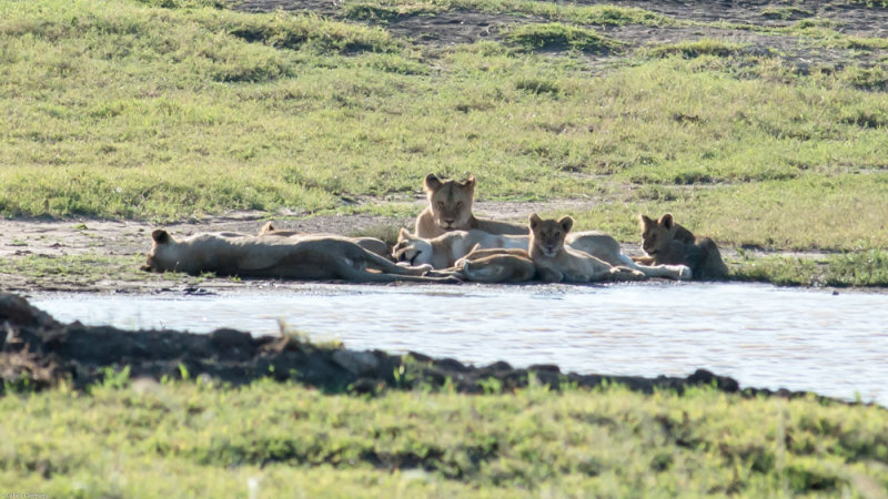 Famille de lions faisant la sieste.