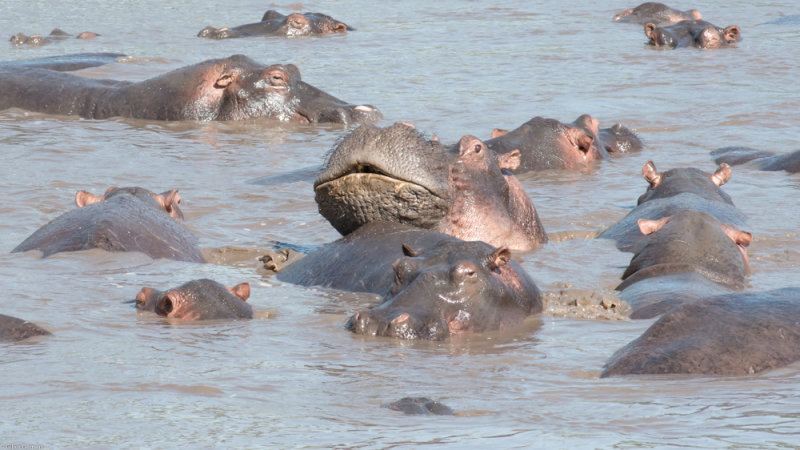 Hippopotames