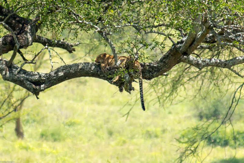 Lopard se prlassant, perch confortablement en haut d'un arbre.