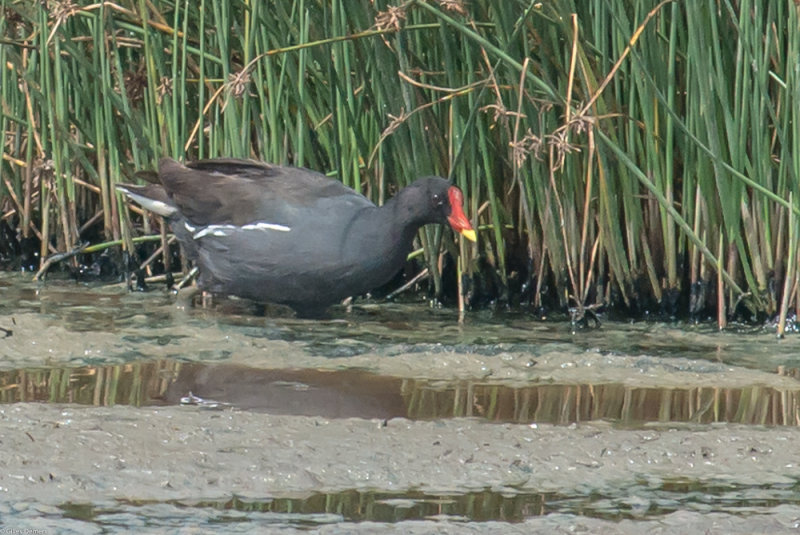 Gallinule poule-d'eau.