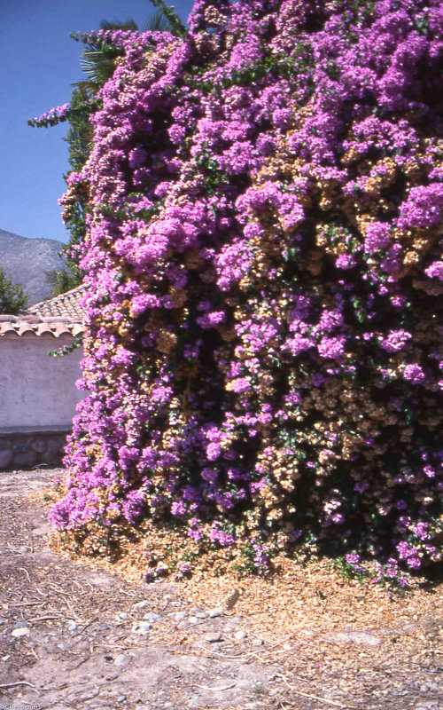 Vignoble Santa Rena