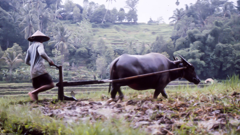 2001 Hong Kong et Bali