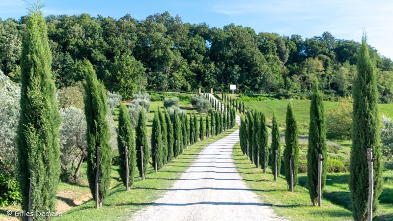 Vignoble Palazzo Massaini