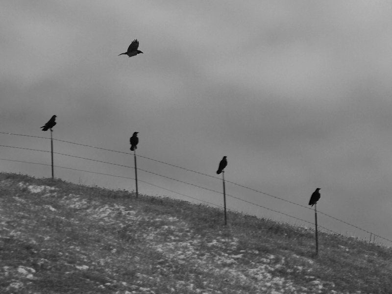 Five Crows