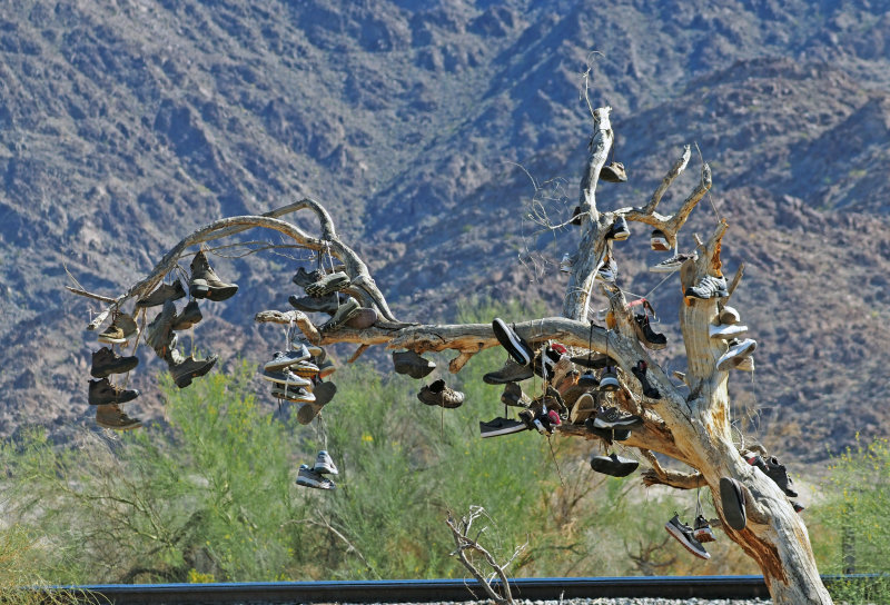 Yuma Shoe Tree