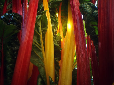 Forest of Chard