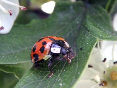 Lady Bug vs. the Aphid 