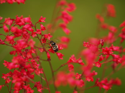 Bumble Bee and Coral Bells