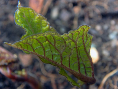 Emergence