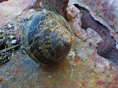 Snail Still Life 