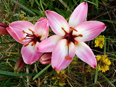 Lilies in the Weeds 