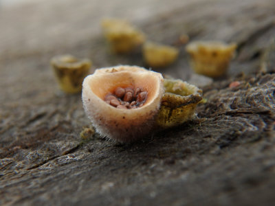 Bird's Nest Fungi