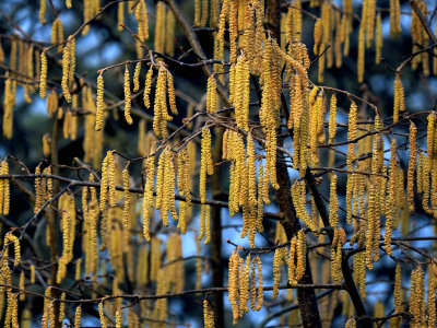 Hazelnut Catkins